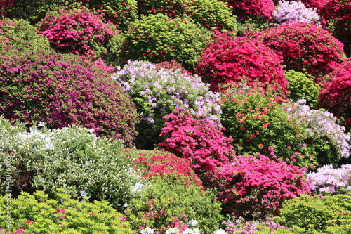 タイトル	
ツツジの咲く寺、塩船観音寺。東京・青梅にある志保船観音寺は、4月から5月にかけ、手入れされた庭園にたくさんのツツジが咲き、素晴らしい景観となる。