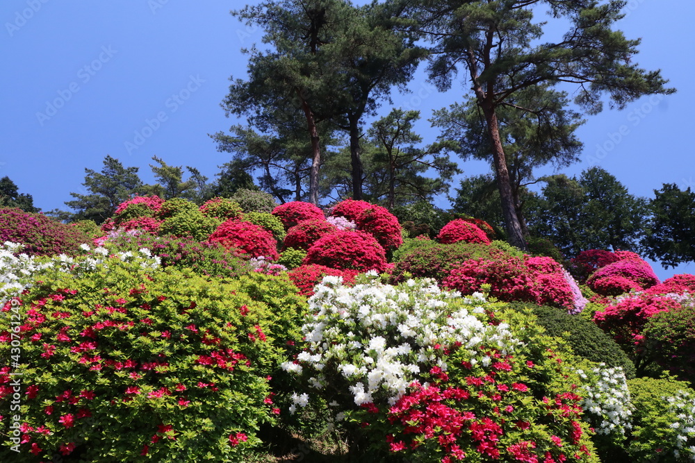 タイトル	
ツツジの咲く寺、塩船観音寺。東京・青梅にある志保船観音寺は、4月から5月にかけ、手入れされた庭園にたくさんのツツジが咲き、素晴らしい景観となる。