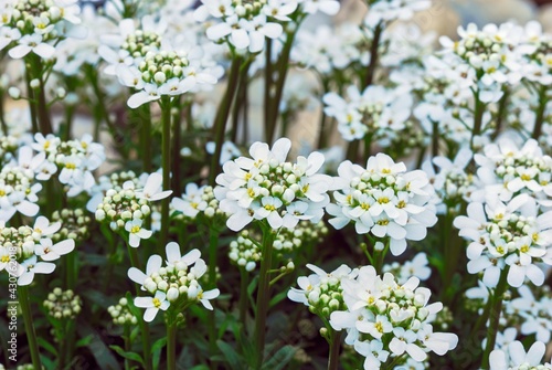 Candytuft , genus Iberis sempervirens. A european plant with small heads of white, pink, or purple flowers, often cultivated as a garden plant. 
