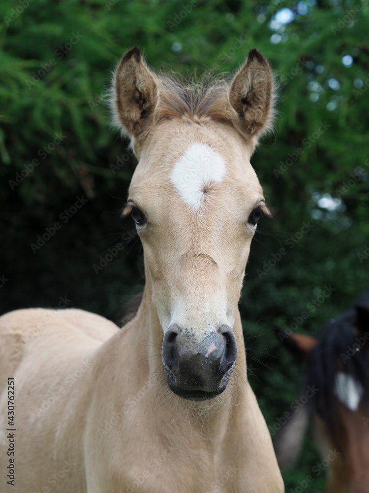 Obraz premium Welsh Pony Foal