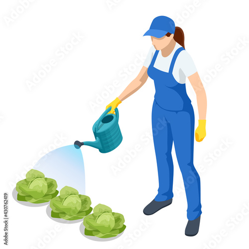 Agricultural work. Isometric farmer watering cabbage planting. Woman watering cabbage garden with water can. Farming activity of farmer. Work in the garden.