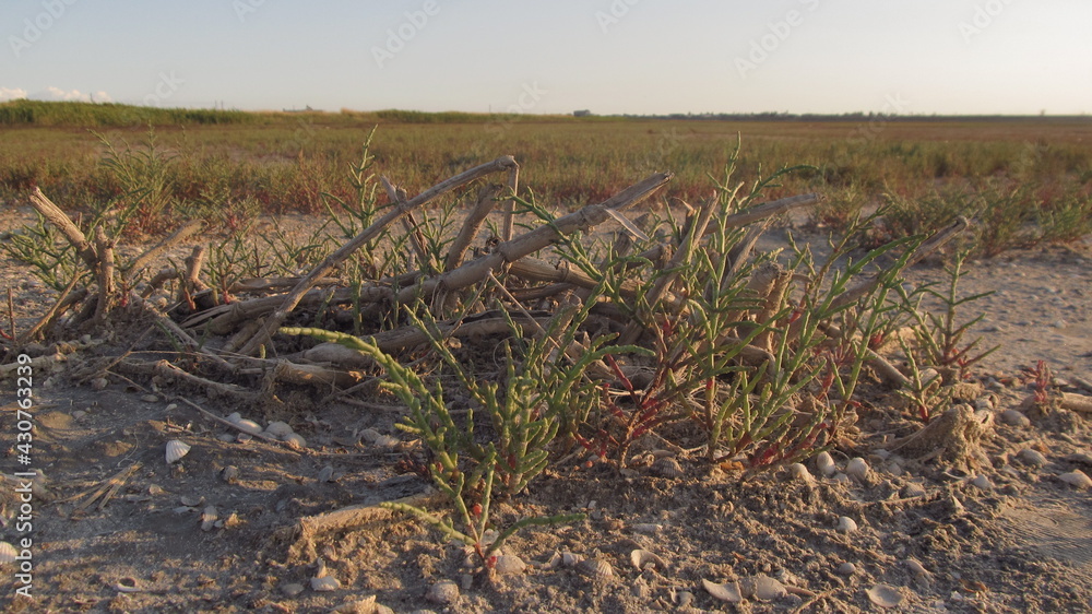 Małe zielone rośliny na suchej powierzchni po wyschnięciu jeziora koło morza Azowskiego, Ukraina