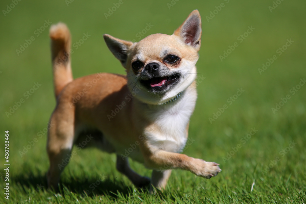 Smooth hair Chihuahua 