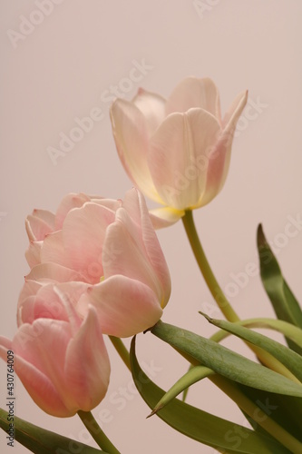 bouquet of spring delicate pink tulips