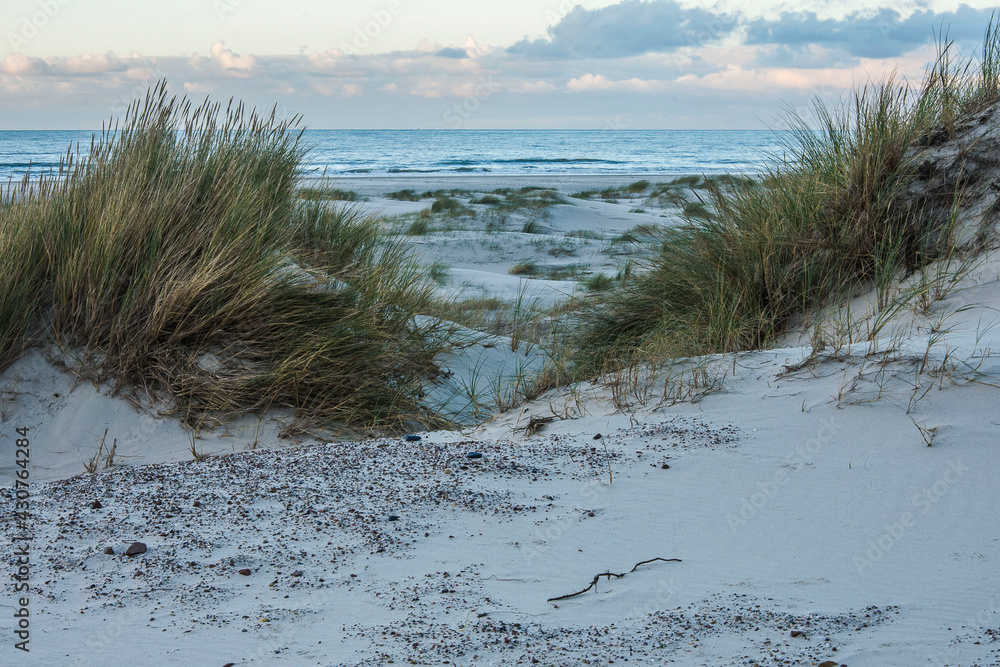 beach grass in the dunes of the Isle of Vlieland near the Northsea beach grass in the dunes of the Isle of Vlieland near the Northsea