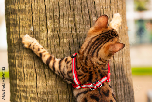 bengal cat on a tree