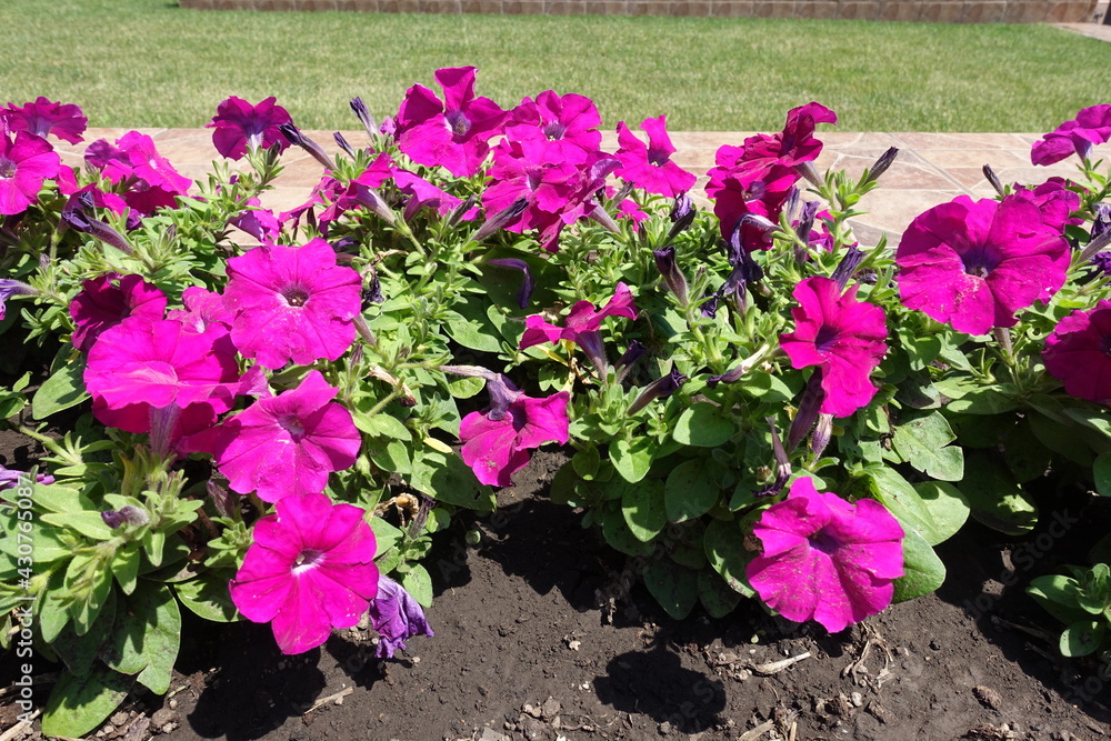Naklejka premium Florescence of magenta colored petunias in mid June