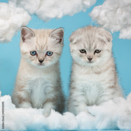 Two Scottish kittens look very funny at a cloud made of cotton.