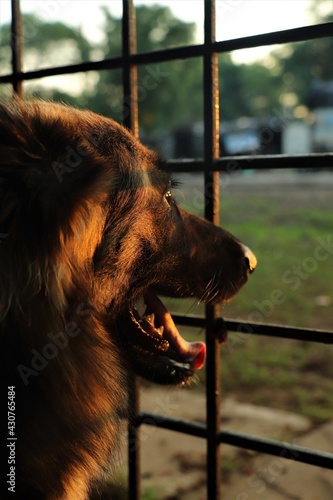 GERMAN SHEPHERD BEHIND THE FENCE