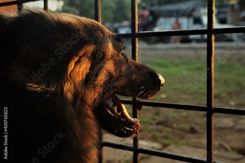 GERMAN SHEPHERD BEHIND THE FENCE