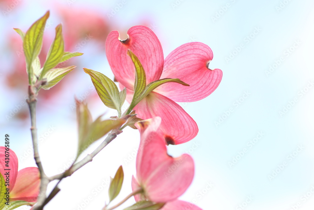 ピンク色のハナミズキの花 ピンク色のハナミズキの花