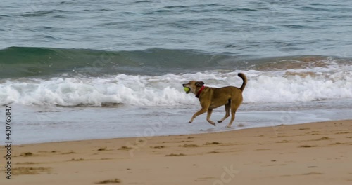 Happy dog running on sandy coastline with ball in his jaws, slow motion