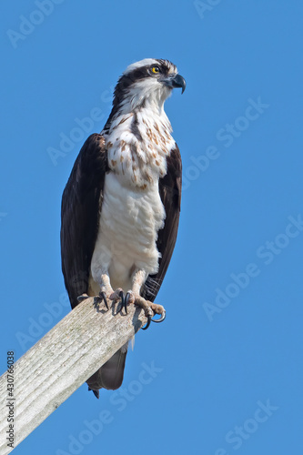 Osprey Standing on a Post