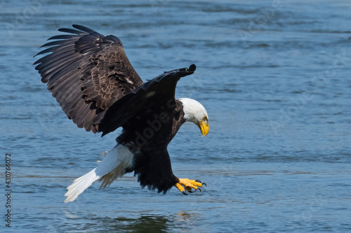 Bald Eagle Grabbing Fish out of the River