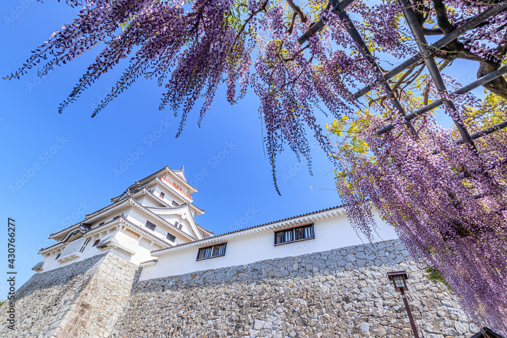 唐津城と藤の花 佐賀県唐津市 Karatsu Castle And Wisteria Flowers Saga Ken Karatsu City Fotografiya Stock Adobe Stock