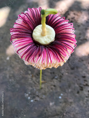 Sonneratiaceae Riverside flowers of Thailand. photo