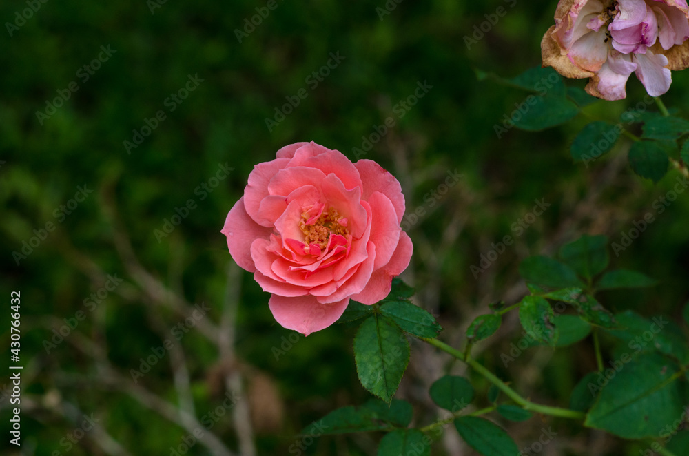 Fresh pink roses with dark green leave in background. Fresh pink roses with dark green leave in background.