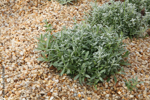 Plantes avec paillage de gravier beige photo