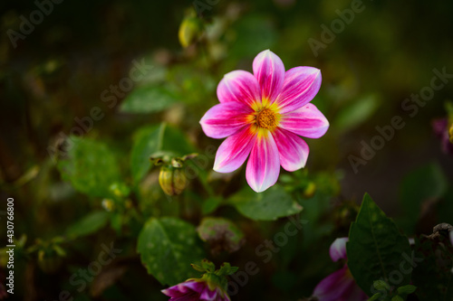 Flower of Dahlia. Selective focus with shallow depth of field.