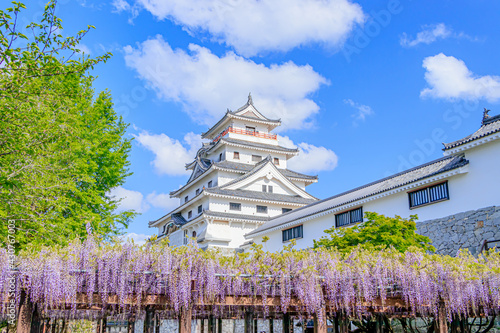 唐津城と藤の花　佐賀県唐津市　Karatsu Castle and Wisteria flowers Saga-ken Karatsu city