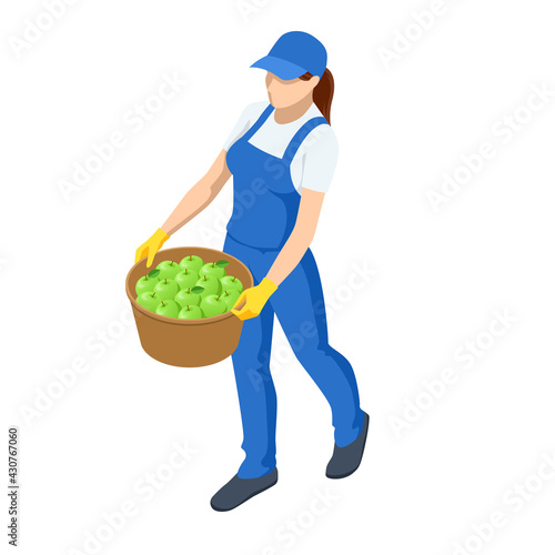 Agricultural work. Isometric woman carries a basket of crops, woman holding basket with vegetable. Farming activity of farmer. Work in the garden.