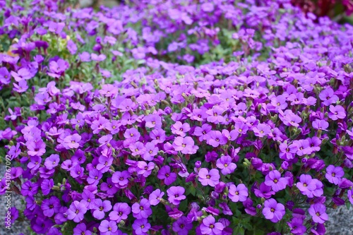 field of purple flowers