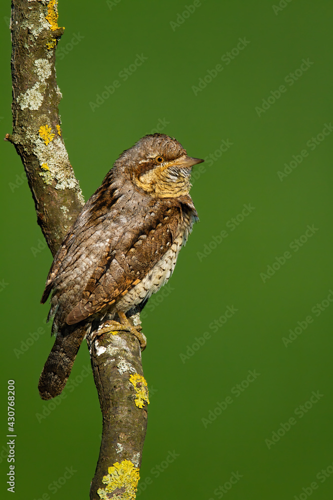 Eurasian wryneck looking on tree in summer in vertical shot