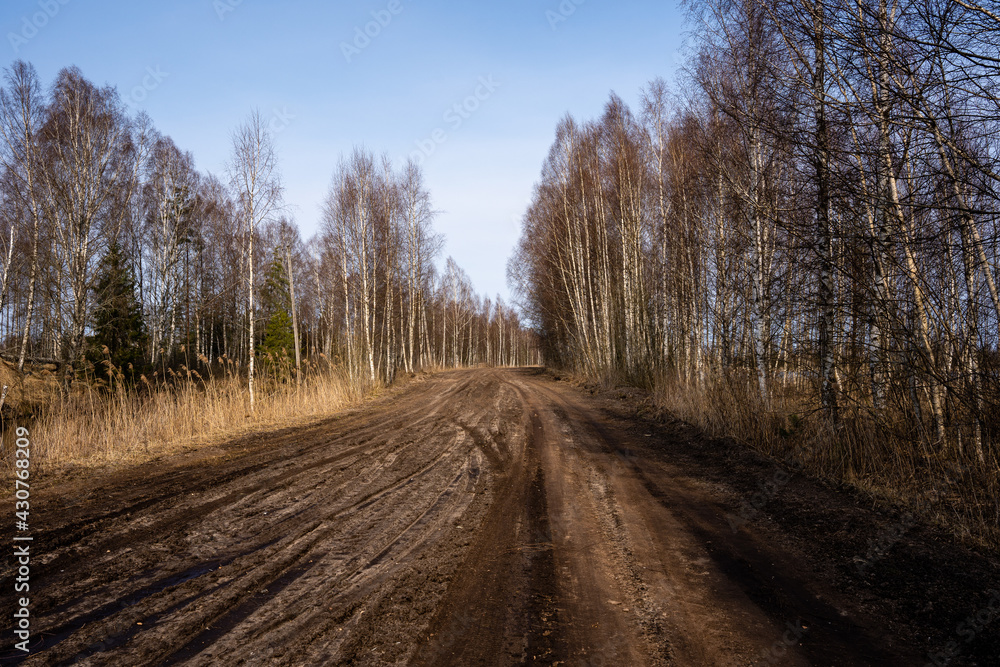 a large wide road in a swamp where trees of different species grow along both sides a large wide road in a swamp where trees of different species grow along both sides