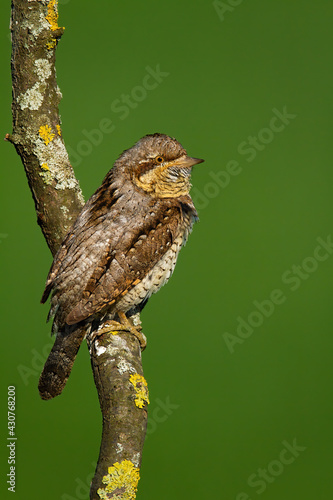 Obraz na płótnie Eurasian wryneck looking on tree in summer in vertical shot w salonie
