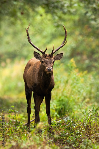 Red deer stag looking in forest autumn nature in vertical shot © WildMedia