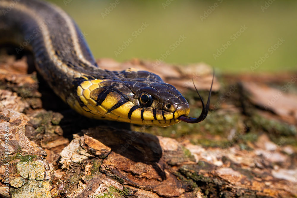 Grass snake crawling on bark of a tree trunk and sticking out its tongue Grass snake crawling on bark of a tree trunk and sticking out its tongue