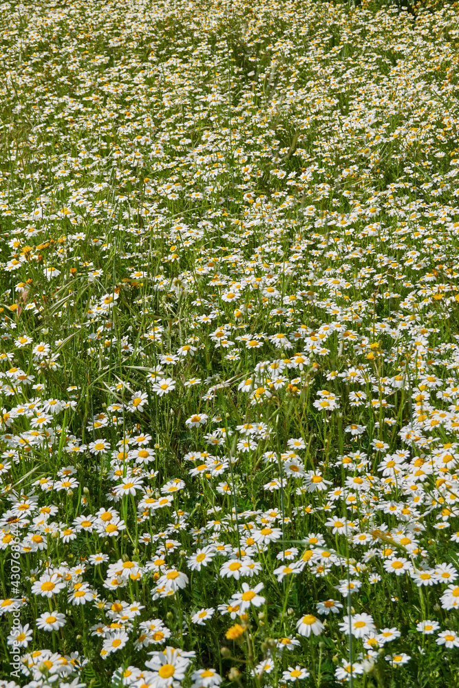 Daisy flower field in spring. Madrid. Spain
