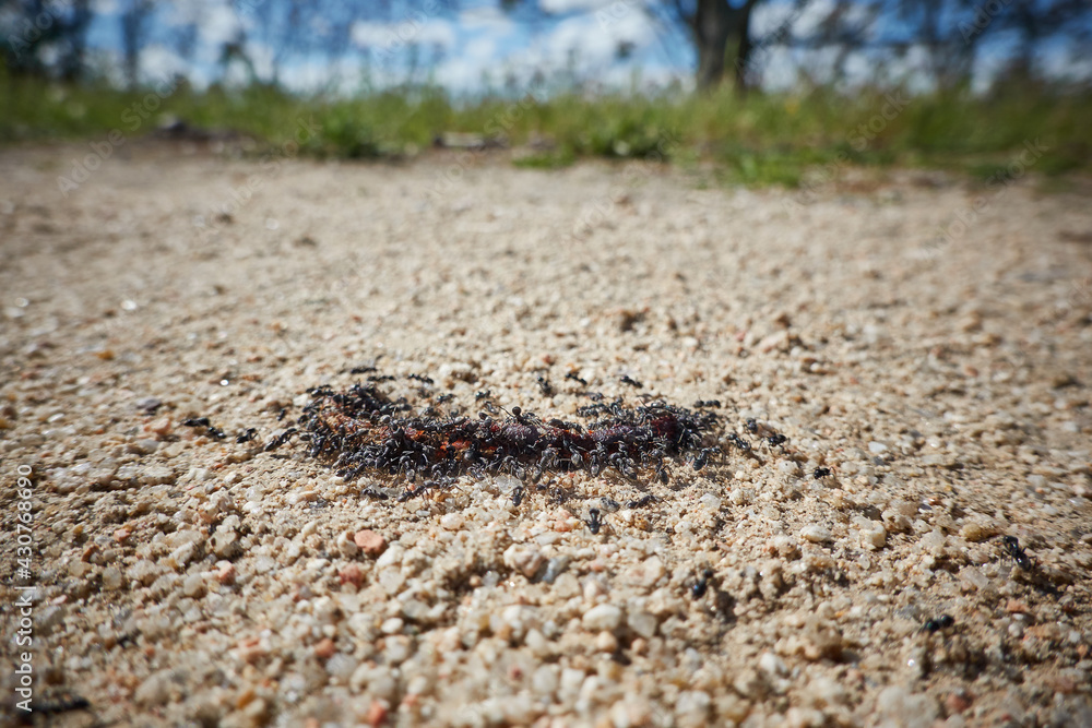 Ants moving an earthworm towards its anthill. Madrid. Spain Ants moving an earthworm towards its anthill. Madrid. Spain