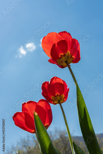 Three beautiful red tulips  photographed from below  with a blue sky and mountain horizon in the background.