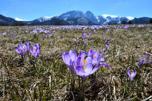 Crocueses and Giewont peak in the background