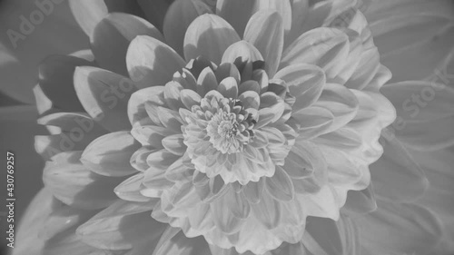 Approaching of bud. Animation. Animation of infinite approach of flower. Looped approximation of flower bud. Spring flowering of lush flower