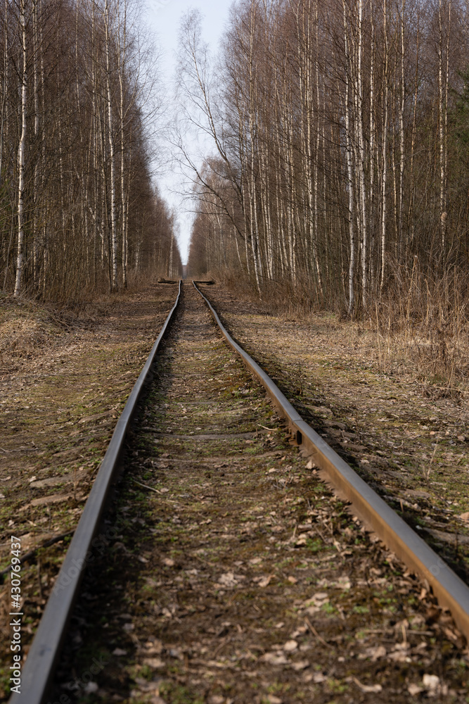 narrow-gauge railway in a swamp where small birches and other trees grow along the edge