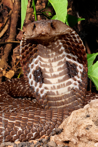 Brillenschlange // Indian cobra (Naja naja) photo