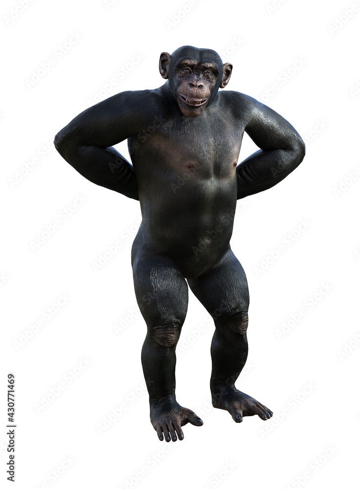 Illustration of a chimpanzee standing with both hands behind his back with a smile on his face Illustration of a chimpanzee standing with both hands behind his back with a smile on his face
