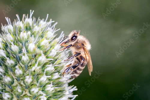 Bee - Apis mellifera - pollinates Eryngium palmatum