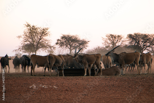 Eland Antilopes herd in Namibia, Africa, grazing while sunset © Kathrin