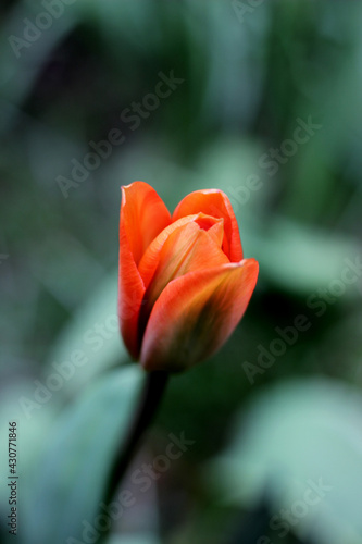 Blooming bourgeon of red tulip
