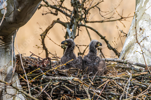 Eaglets in the nest