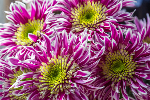 chrysanthemum flower