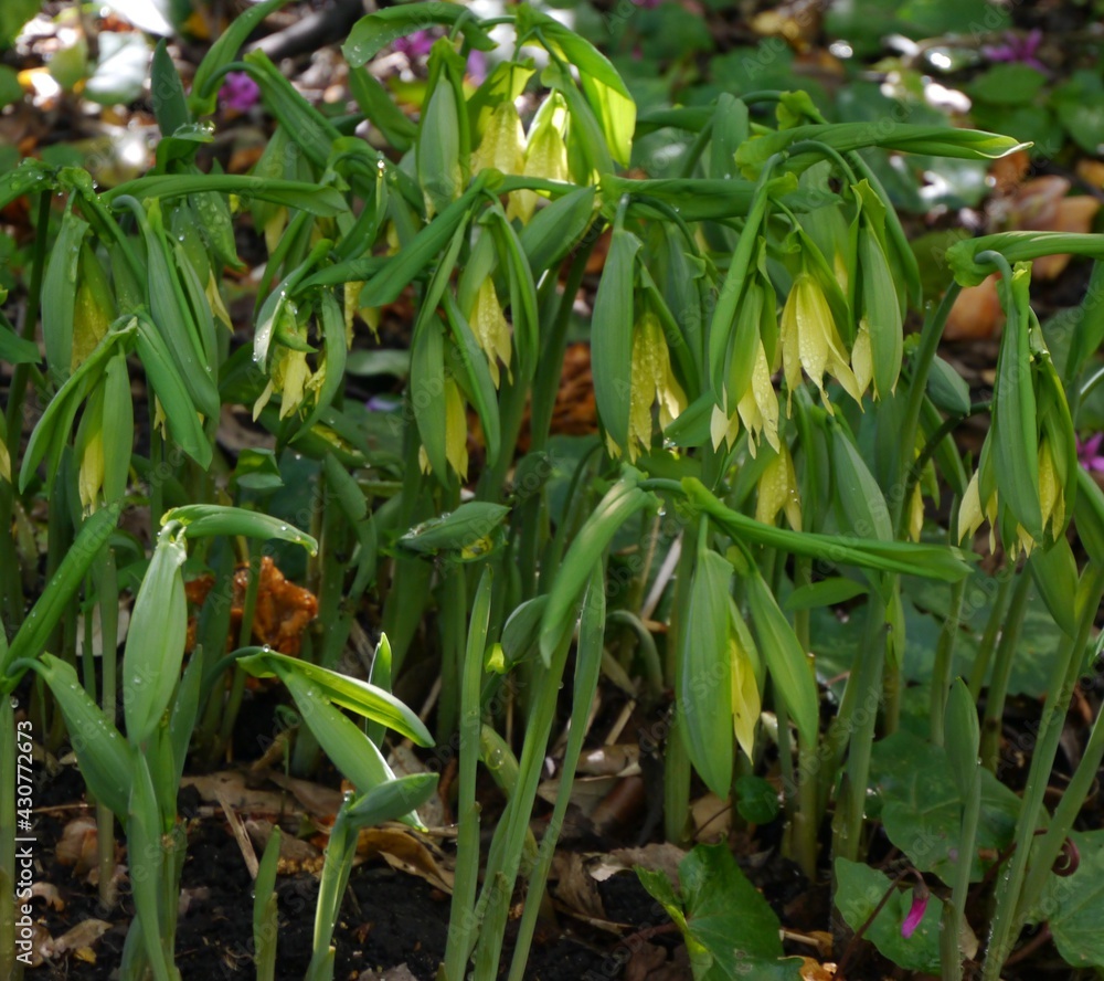 yellow flowering uvularia grandiflora pallida bellwort plant yellow flowering uvularia grandiflora pallida bellwort plant