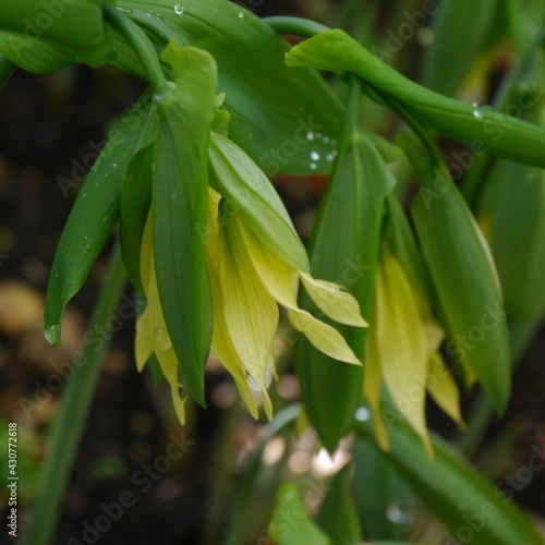 yellow flowering uvularia grandiflora pallida bellwort plant