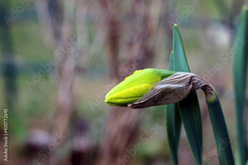 Blooming yellow daffodil flower