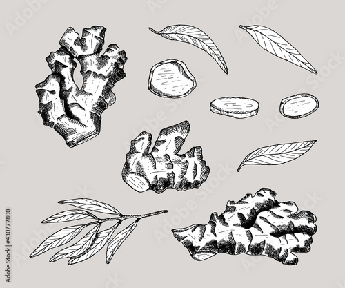 Ginger root outline vector set. Hand drawn ginger plant with leaves and cut slices. Black contour with white fill isolated on gray background. Spicy cooking ingredient. Organic healthy vegan food.