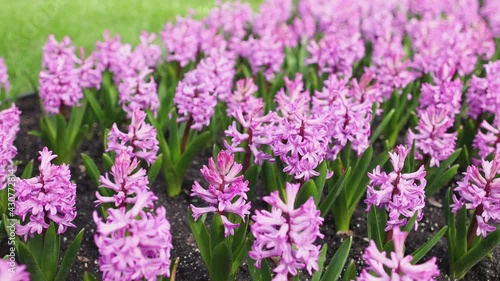 Closeup view 4k stock video footage of many beautiful fresh pink hyacinth flowers growing and blooming on lawn of park or garden outdoor. Springtime season