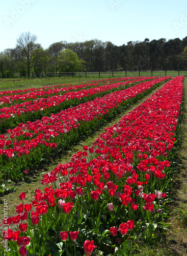 Tulips field in the Netherlands